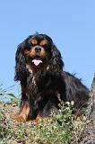CAVALIER KING CHARLES 010